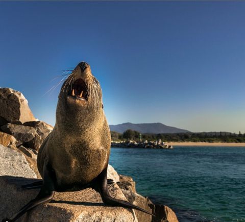 narooma seal  dutchadventurer